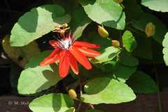 Passiflora coccinea